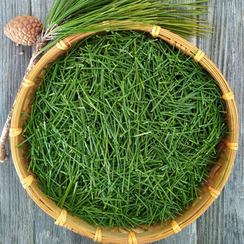 松针茶 特级 全松茶 松叶茶 高原马尾松 野生松针 500g