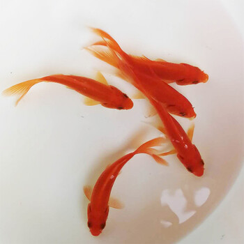 活体金鱼日本纯种锦鲤三色昭和红白黄金龙凤冷水包活 6-8cm红草金25条