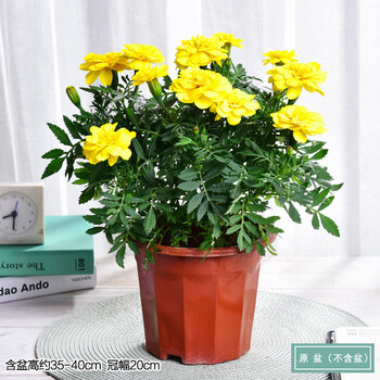 孔雀草观花盆栽四季播易活花卉景观园林绿化工程花草 孔雀草原盆 不含