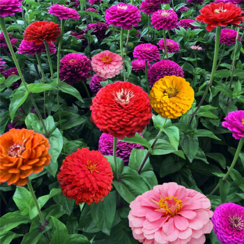 百日草花种子易活开花播种花草太阳百日菊花卉种子花重瓣百草花种子工程草花种子庭院种混色百日草1000粒 2包肥默认 图片价格品牌报价 京东