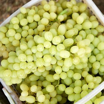 新疆吐鲁番葡萄新鲜无核白无籽青提奶提子5斤水果顺丰