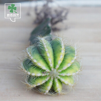 迷你仙人球种子 懒人易养护仙人掌科 多肉植物