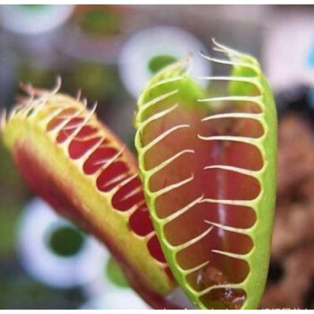 江影清捕蠅草豬籠草食蟲多肉植物食人花趣味驅蚊草食蚊草捕蟲草大盆栽