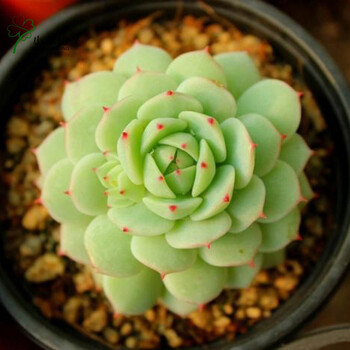 小花坊多肉植物 景天韩国 静夜 单颗约3-4cm 不含盆_现价64元