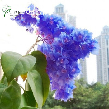 【小花坊】 室内外绿植盆栽三角梅苗梅花苗花卉室内阳台植物盆栽重瓣