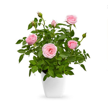 园林玫瑰花盆栽迷你玫瑰盆栽玫瑰花苗带盆 粉色玫瑰带吸水盆