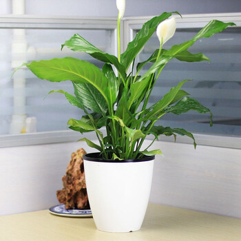 仟草集懒人24款植物含盆含土办公室室内客厅观叶植物花卉盆栽绿萝水培植物美酒小白掌送盆送土 图片价格品牌报价 京东