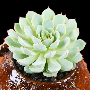 若绿多肉植物盆栽绿植组合白牡丹观音莲情人泪办公室桌面迷你多肉小盆景盆可爱肉肉创意植物红爪裸根不含盆 图片价格品牌报价 京东