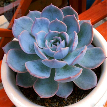 醉花春多肉植物组合盆栽桌面花卉萌肉肉植物24款蓝石莲3 4cm 图片价格品牌报价 京东 醉花春多肉植物组合盆栽桌面花卉萌肉肉植物24款蓝石莲3 4cm 图片价格品牌报价 京东