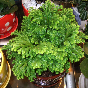 花无涯黄疸卷柏九死还魂草石柏岩柏草蕨类植物复活草盆栽植物 图片价格品牌报价 京东
