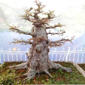 大中型榆树小叶榆树榔榆造型盆景树桩耐寒室内外观赏植物古桩 军绿色