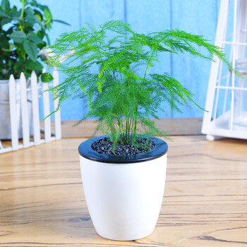 世纪奥桥 文竹小绿植物盆栽花卉迷你绿植盆栽客厅办公室桌面小盆景 带