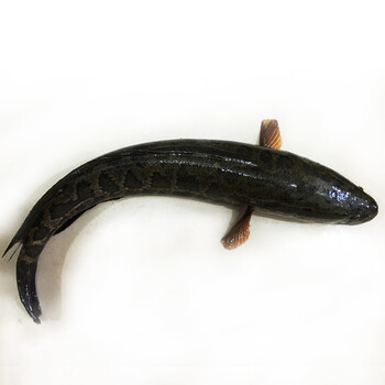 品鲜肴 淡水鱼 野生黑鱼/乌鱼 约2kg(净膛) 现杀1条_ 6折现价158元