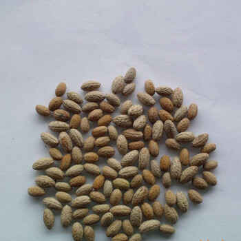 杜英种子 花卉种子绿化种子苗木种子 一斤