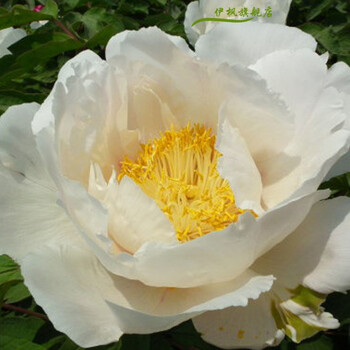 伊枫5年壮苗 洛阳牡丹苗室内花卉绿植盆栽 牡丹花苗 多品种 观音面