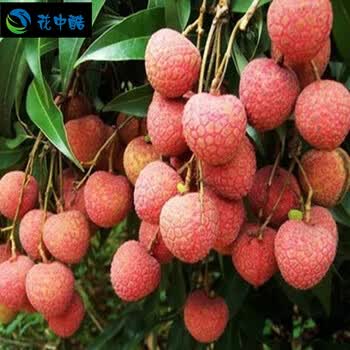 花中酷 荔枝树苗 糯米糍妃子笑无核 番荔枝树苗 南北方种植可盆栽