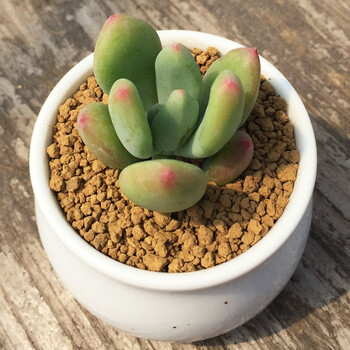 萌肉居 多肉植物 新品多肉植物 办公室 室内植物 肉肉植物盆栽 青美人