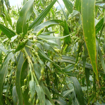 中药材薏米种子草珠子薏苡仁种子小薏米籽苡米薏仁米种子一斤