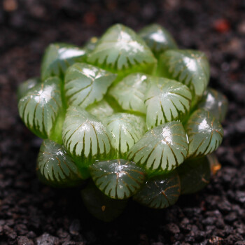 透明多肉植物易成活好繁殖新房装饰冰灯玉露类成品苗姬玉露 3 5cm 图片价格品牌报价 京东