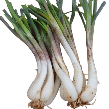 新鲜荞头 不带叶野生藠头茭头教头葱蒜头薤白泡菜 5kg