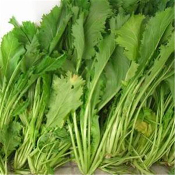 雪菜种子 蔬菜种子 雪里蕻 芥菜种子阳台盆栽蔬果种子 100克