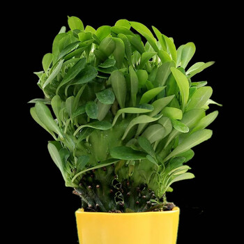 风水植物彩色仙人掌盆栽玉麒麟彩色玉麒麟花麒麟麒麟掌麒麟掌 图片价格品牌报价 京东