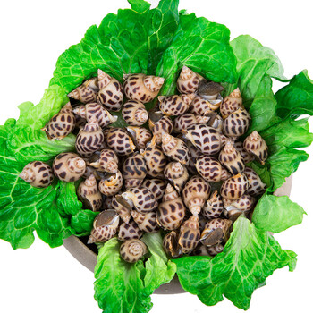 【活鲜】 海南鲜活花螺 500-550g 1份 盒装