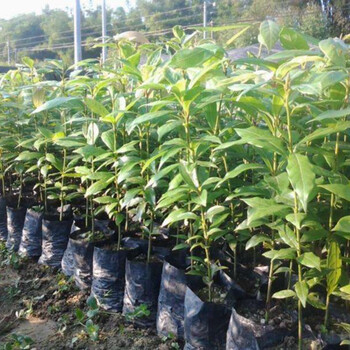 文静花坊海南黄花梨树苗沉香树苗金丝楠木树苗树苗种子盆栽沉香苗金丝楠木高度45厘米左右 图片价格品牌报价 京东