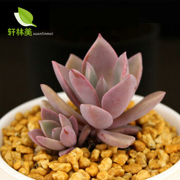 轩林美 Xuanlinmei 轩林美多肉植物雪域多肉植物组合室内花卉绿植盆栽含盆黑爪莲初恋5cm左右单头不含盆 图片价格品牌报价 京东