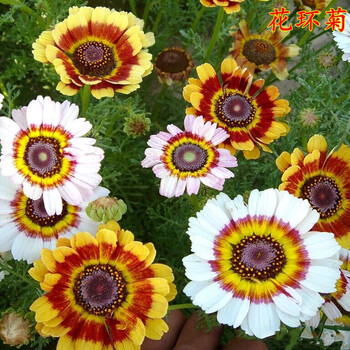 花环菊种子 草花种子 盆栽花卉绿化种子 观花种子 半斤