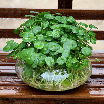 铜钱草盆栽套餐薄荷苗金钱草室内盆栽植物土培水培花卉绿植铜钱草 简约鱼缸 套装 图片价格品牌报价 京东