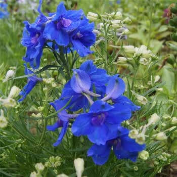 蓝精灵飞燕草种子花卉种子阳台盆栽绿化种子约30粒 五包