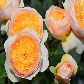 切包月季 欧月朱丽叶 切朱月季花苗 浓香大花灌木月季 阳台盆栽 小苗