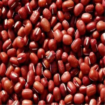 红豆种子蔬菜种子农作物种子 一斤