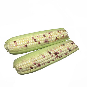 东升农场 东升糯米粟约5000g