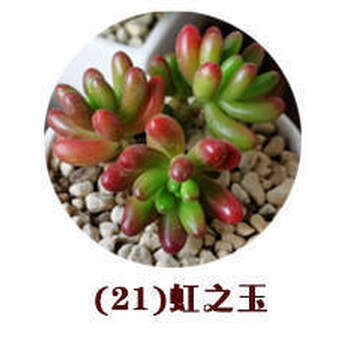 Yuanj 盆栽花卉景天科多肉植物种子混装套餐防辐射多肉种子a21 40粒 图片价格品牌报价 京东