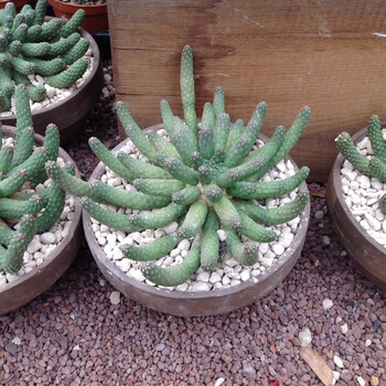 大戟科 九头龙母本 收藏级 九头龙 一物一拍 多肉 5年生 裸根不带土