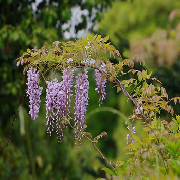 莲之爱 春枝韵 春天来了 若绿 御春阁 轩然 刘阁兰花 迎虞花苑 珀水