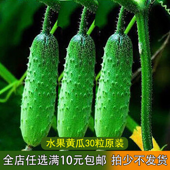 清雅(qingya) 原装彩包阳台菜种四季蔬菜种子草莓番茄辣椒黄瓜丝瓜