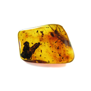 梵隅天然琥珀精品双料植物珀虫珀蜈蚣小甲树皮配鉴定证书