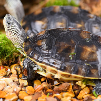 宝熙 活体六线台湾草龟小花龟苗金线龟珍珠龟宠物2cm以上水龟观赏 3到