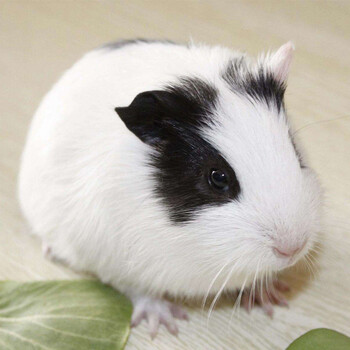 宠物荷兰猪豚鼠天竺鼠活体包活包邮 黑白两色2只 运输笼