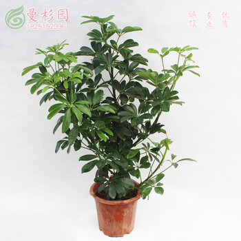 鸭脚木盆栽八方来财七叶莲鹅掌木绿植大型植物盆景花卉花卉60 70厘米不含盆 图片价格品牌报价 京东