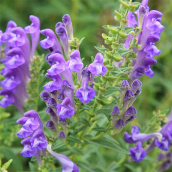 黄芩种子药材种子植物花卉种子 250克