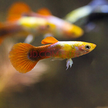 新品 热带鱼淡水观赏鱼孔雀鱼活体 巴西红孔雀鱼 3条