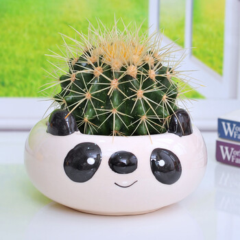 不想爬树仙人球绿植仙人掌盆栽防辐射金琥多肉水培植物办公室内创意