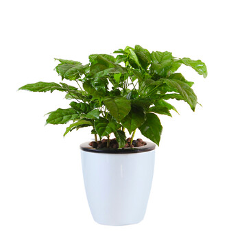 花七休 小绿宝 自吸水白色花盆 花卉绿植盆栽 室内居家桌面阳台办公室