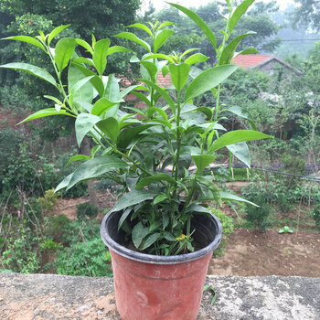 夜来香盆栽 阳台庭院植物 夜来香树苗 当年开花 五年苗