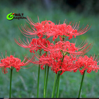 高品質 彼岸花球根1000個 フラワー ガーデン Attorneyrick Com