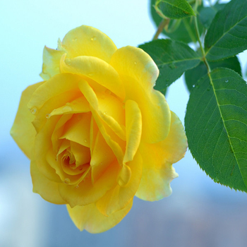 月季花 大花月季带花苞绿植花卉大花双色月季花苗玫瑰树苗 黄天霸